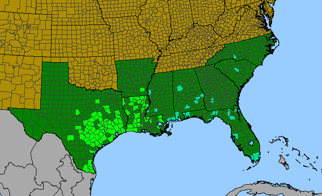 The range of Malvaviscus drummondii